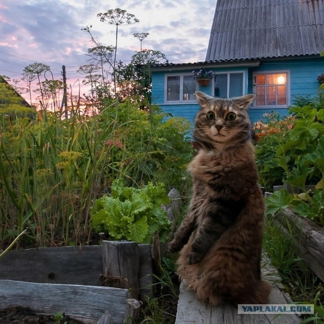 Картинка взята в свободном доступе в сети