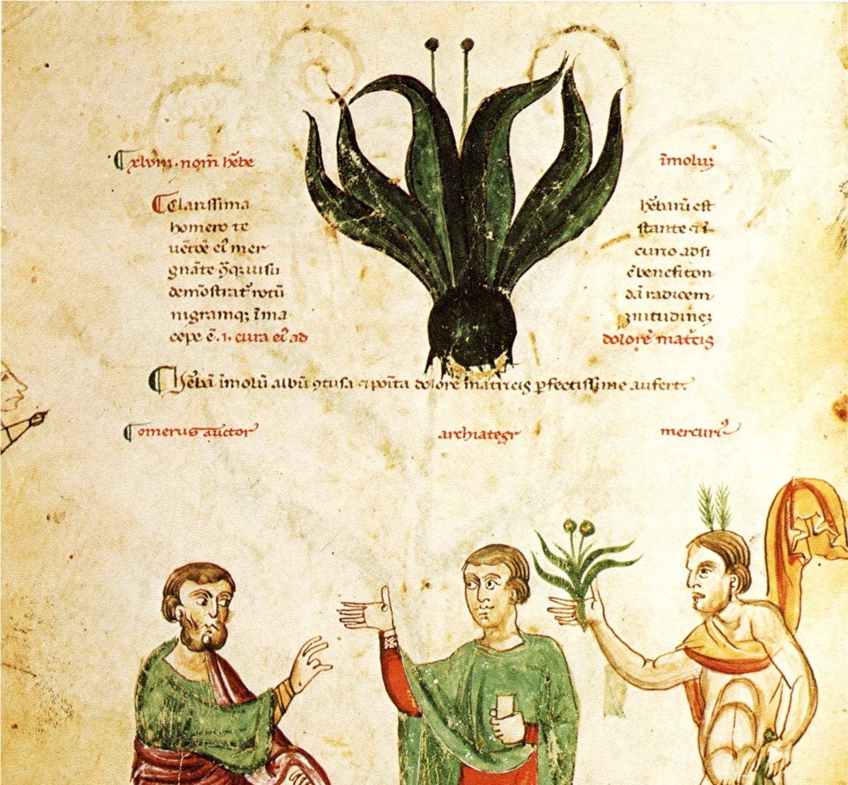 Тайна растения Моли 