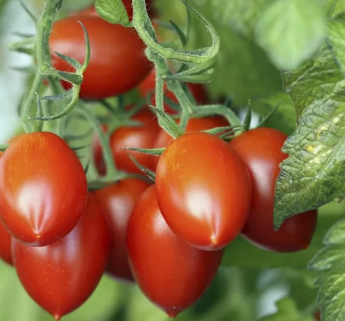 Помидоры на кусте