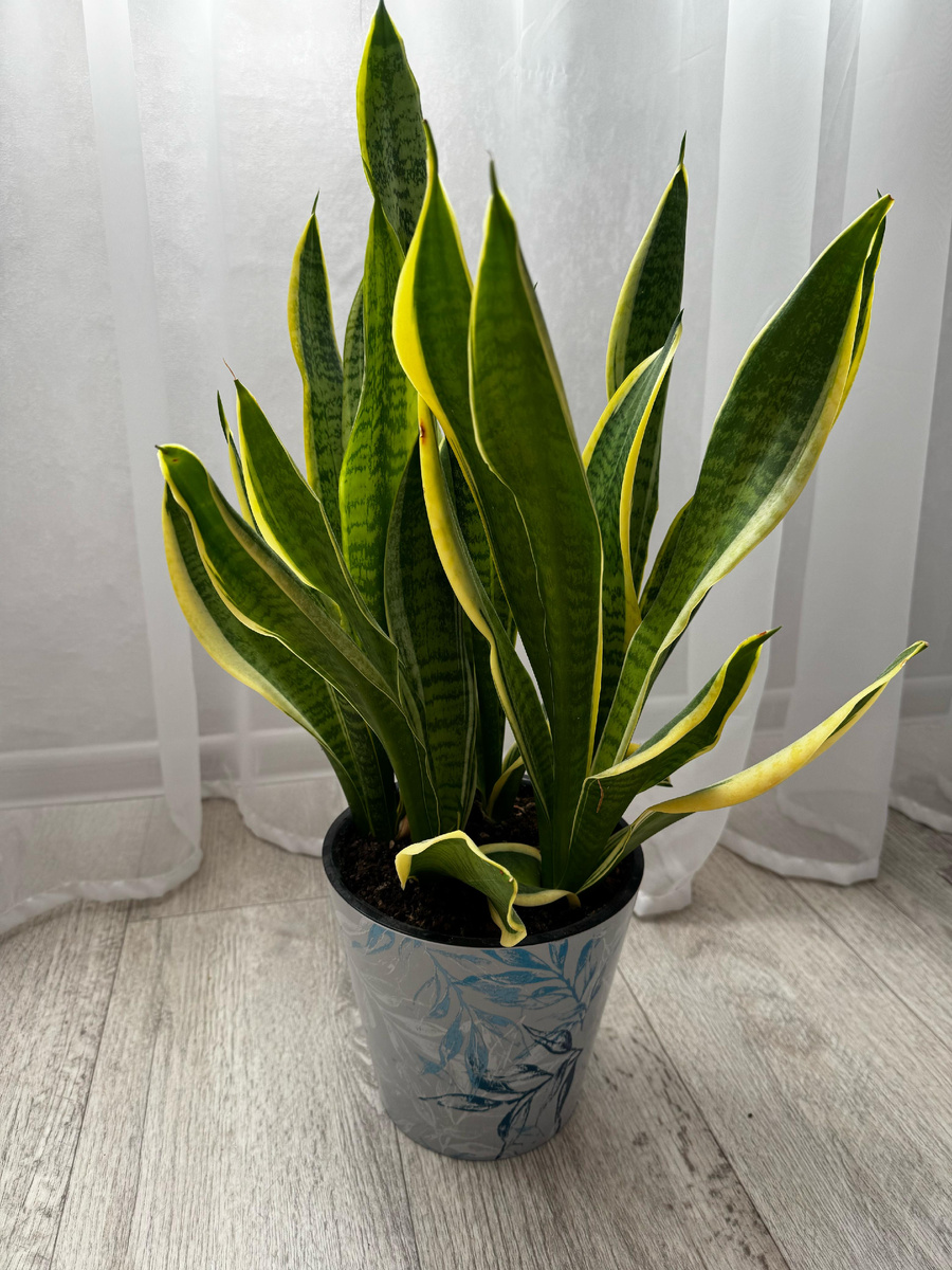 Вымахал за пару лет