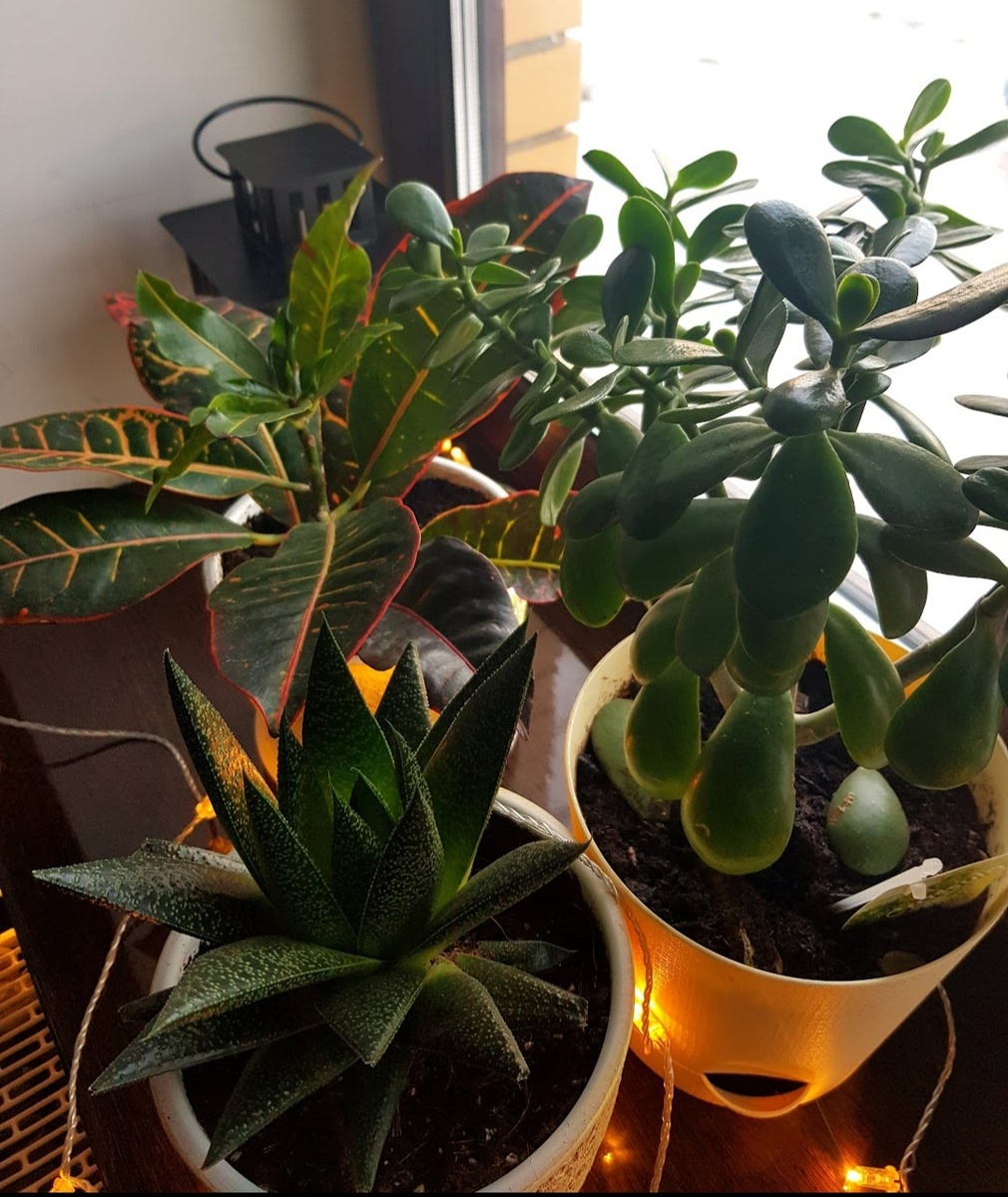 Раньше была высокая плотность посадки) 