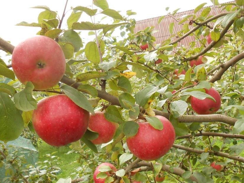 Белорусское сладкое.