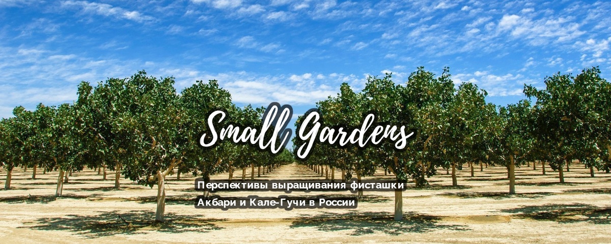 Перспективы выращивания фисташки Акбари и Кале-Гучи в России | Small Gardens