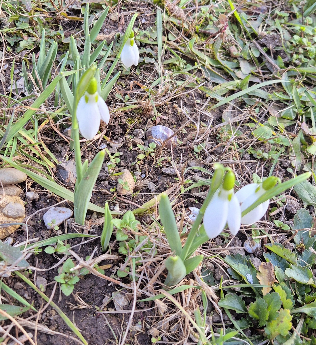 Снега нет, а подснежники - есть :).