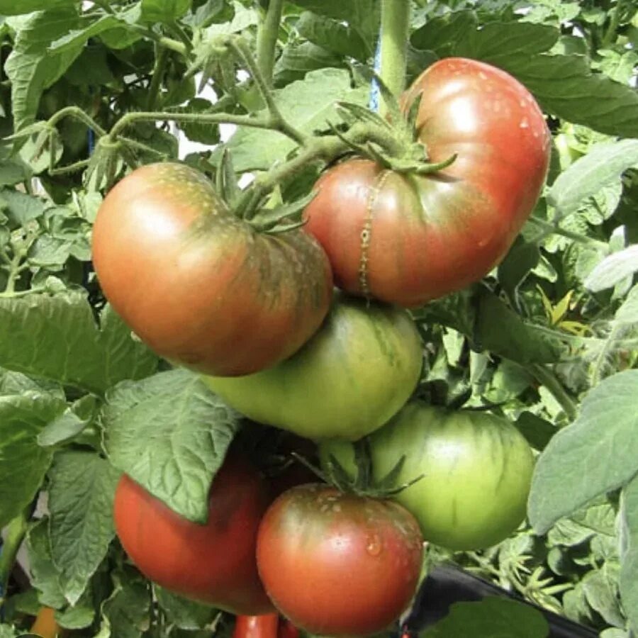 Гном Дикий Фред