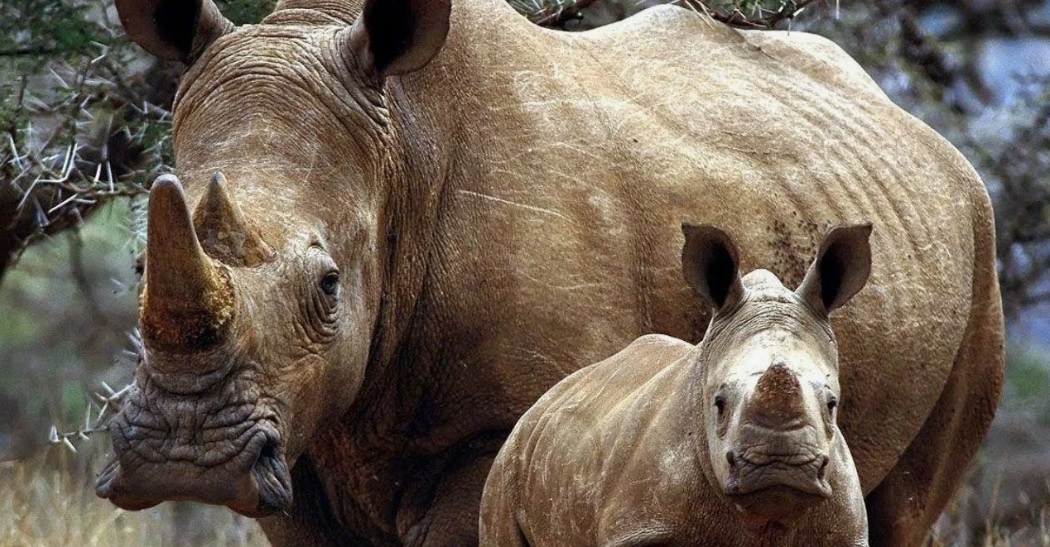 Носороги /из доступного фонда Яндекс.Картинки/