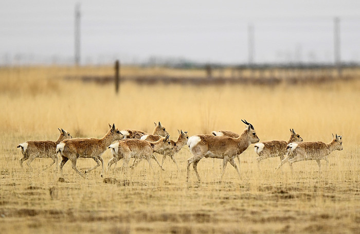    Антилопы-дзерены, занесенные в Красную книгу на территории России.Zhang Hongxiang/Zuma/TASS