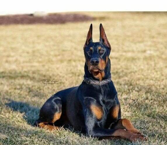 Доберман.