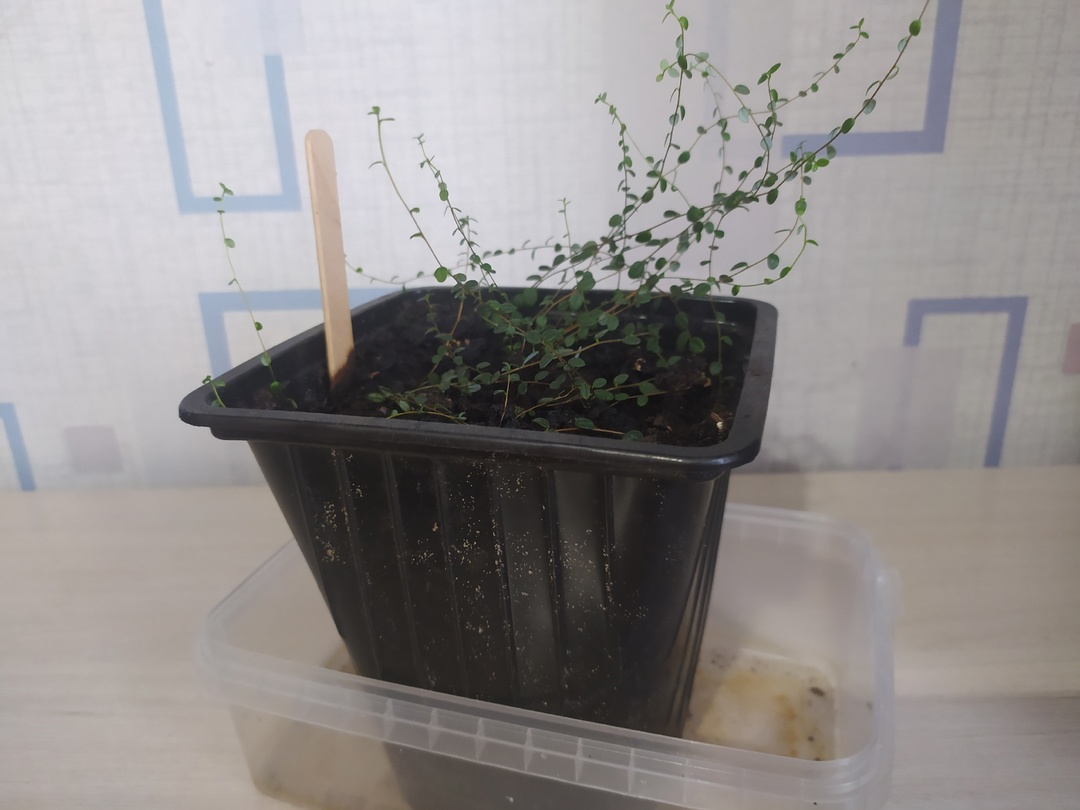 Клюква лесная из семян