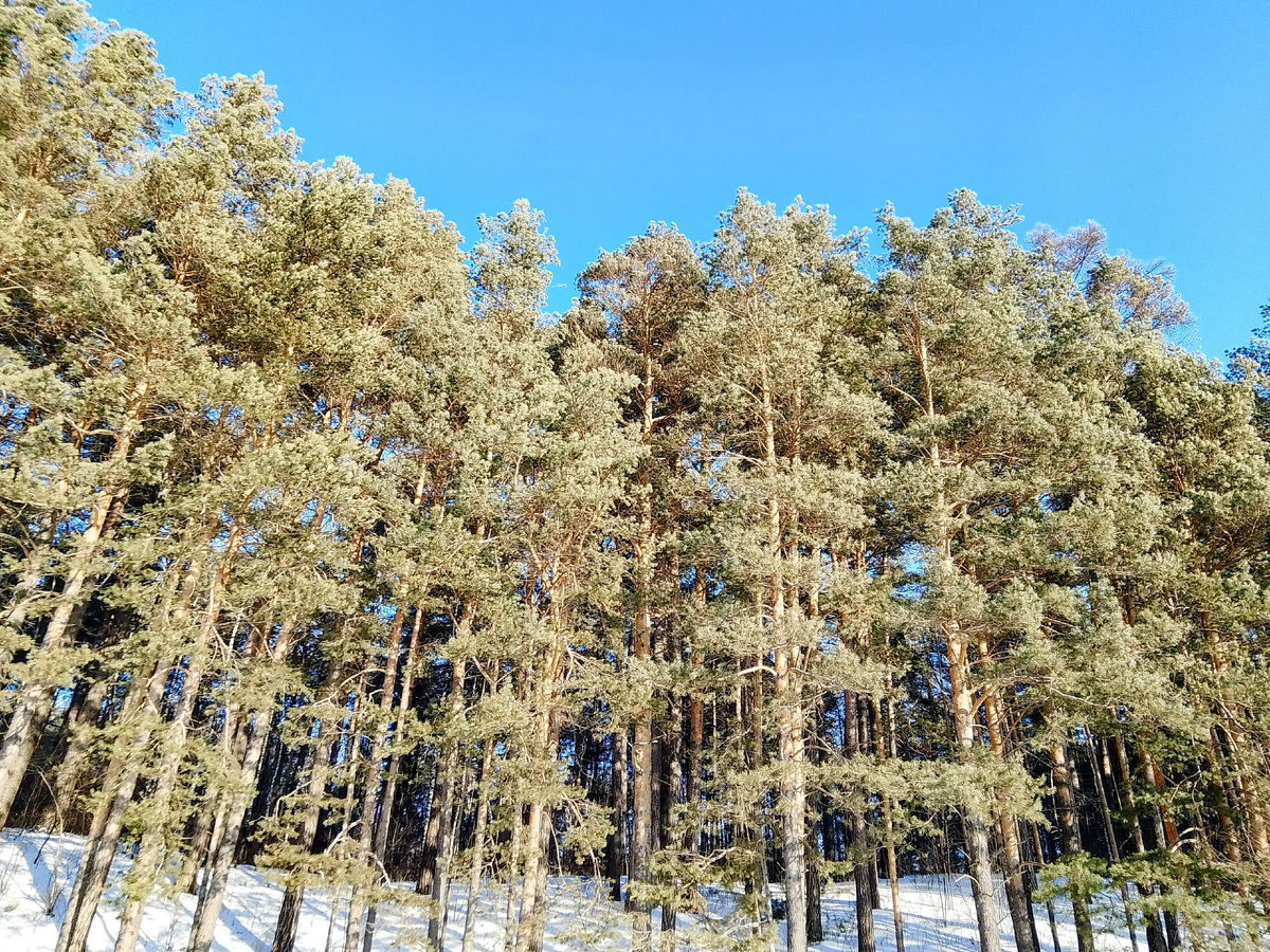 Нас окружает природа 