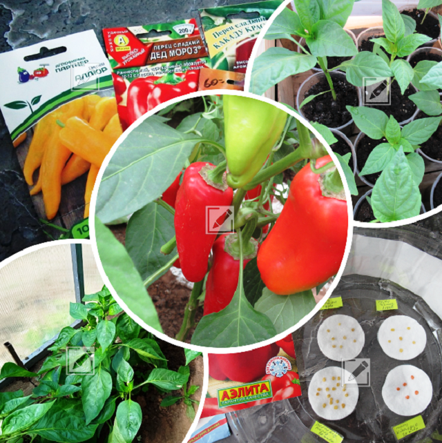 коллаж из фото автора