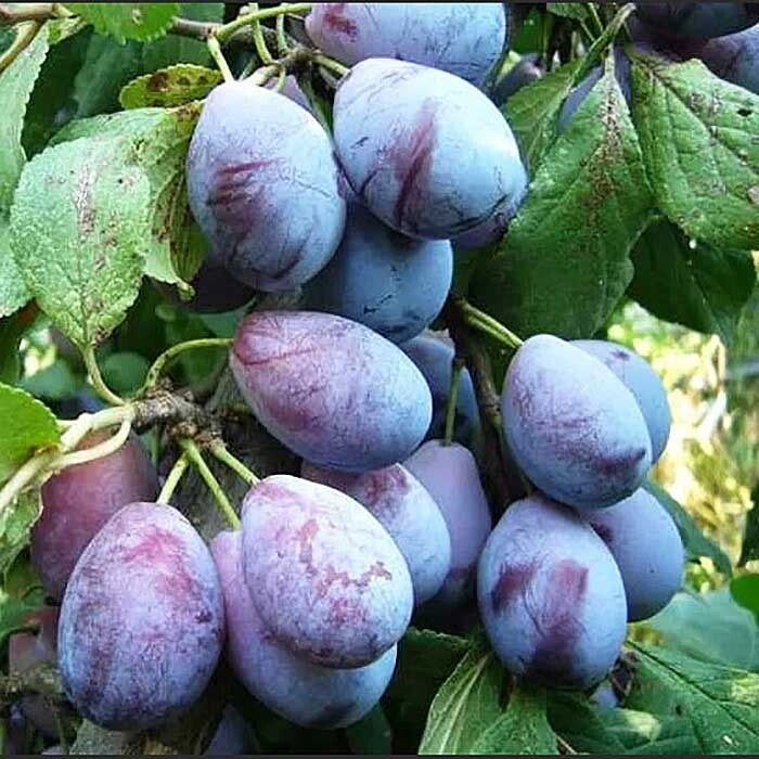 фото источник letoria.ru