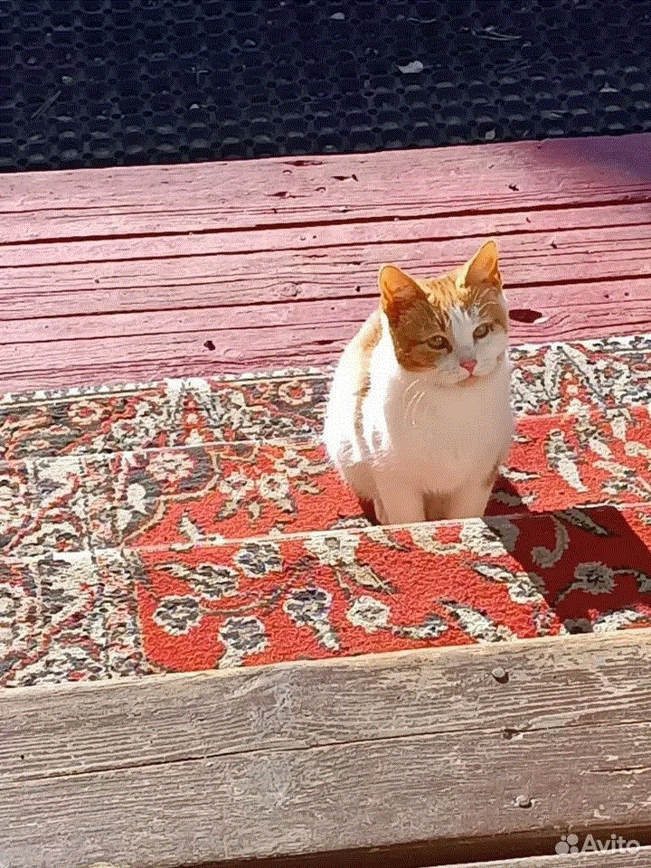 Жители садоводства не пускали Асти в дом, хотя котенок каждый день просил еды и помощи