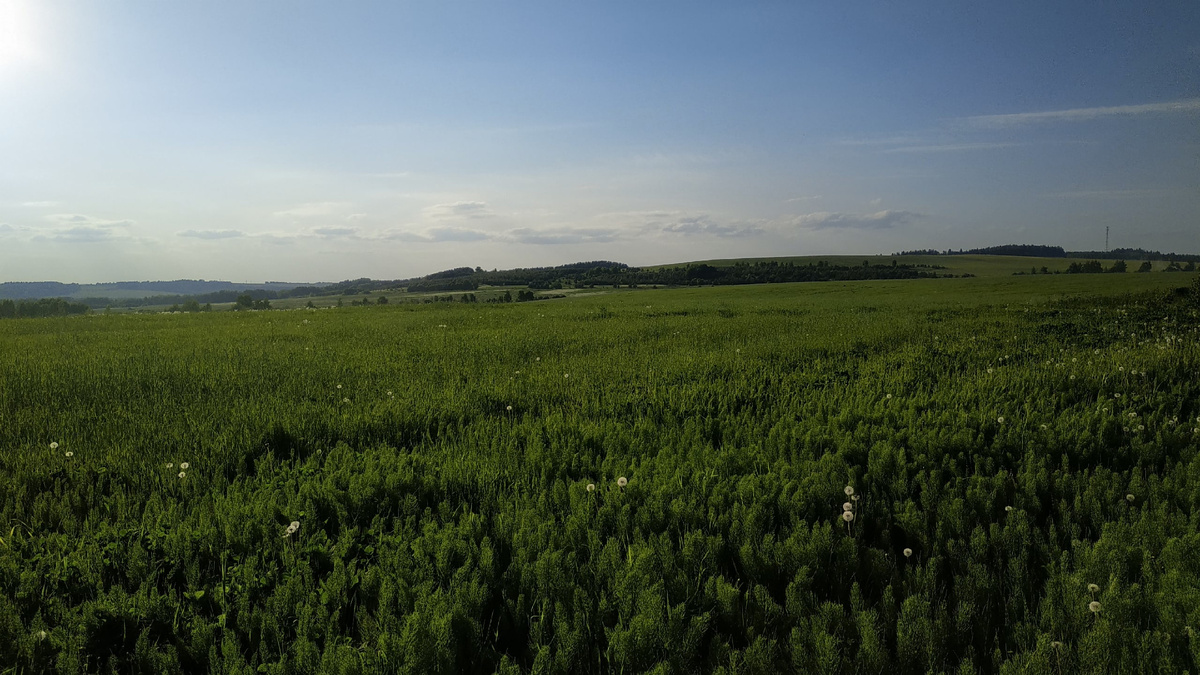 Луга около деревни Галево