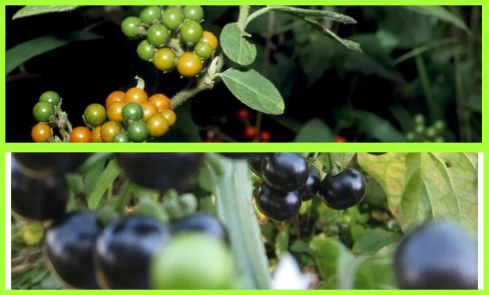 дикий баклажан Solanum anguivi