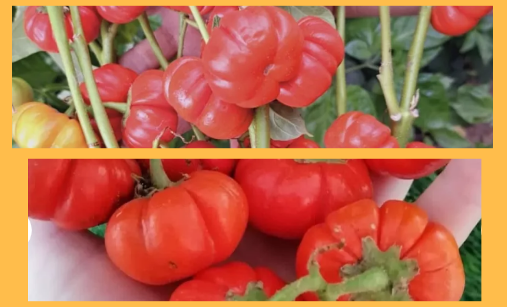 Баклажан эфиопский Красный ребристый