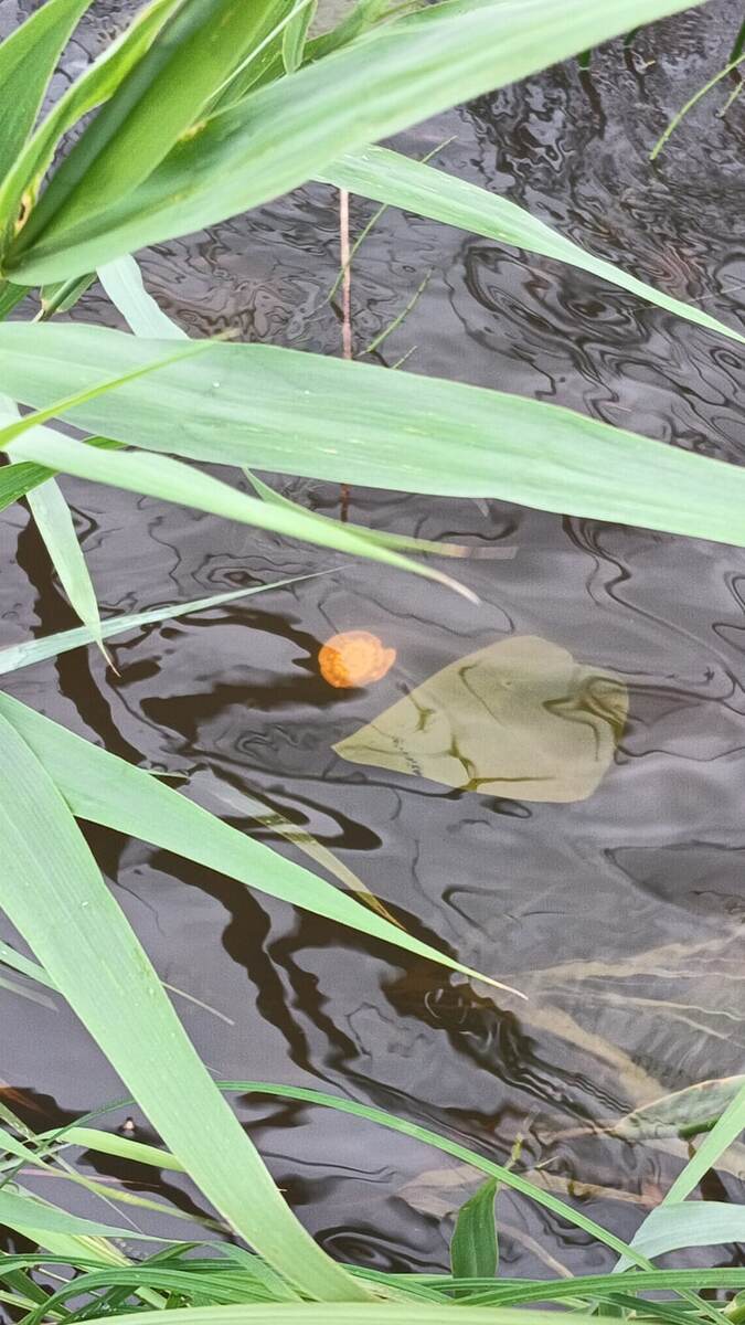 Кусочек лета