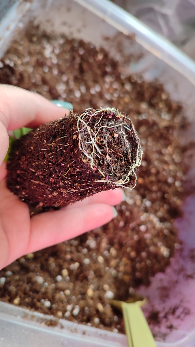 Вот такая корневая у сеянцев фото от 04.02.2025