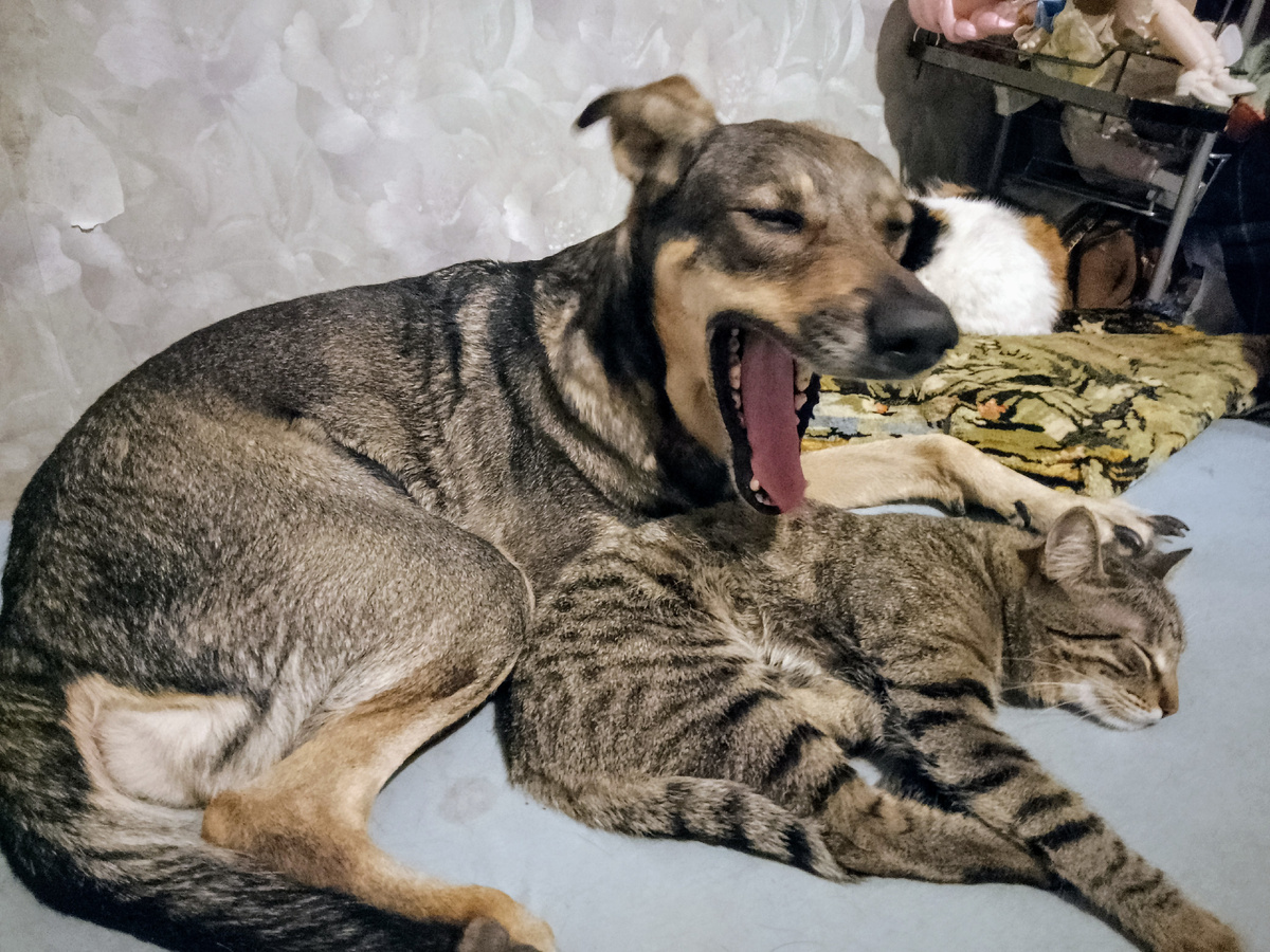 Тося зевает, а не собирается вовсе Флинтушу съесть