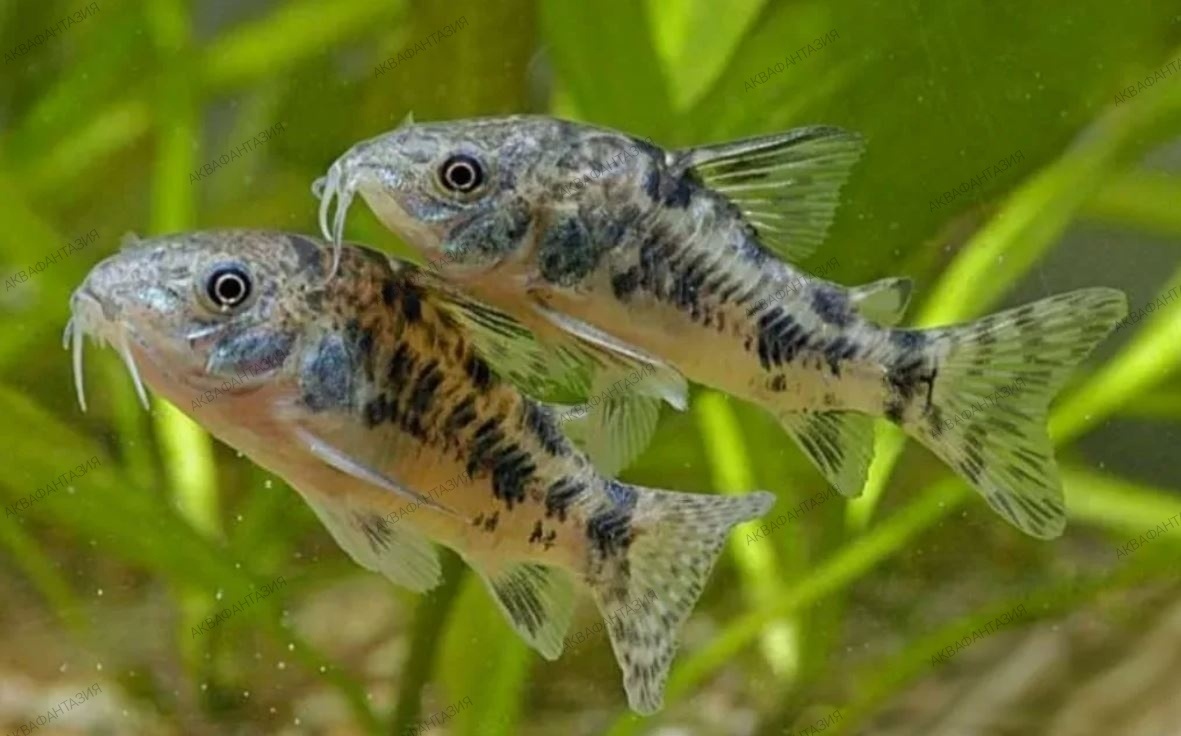 Коридорасы