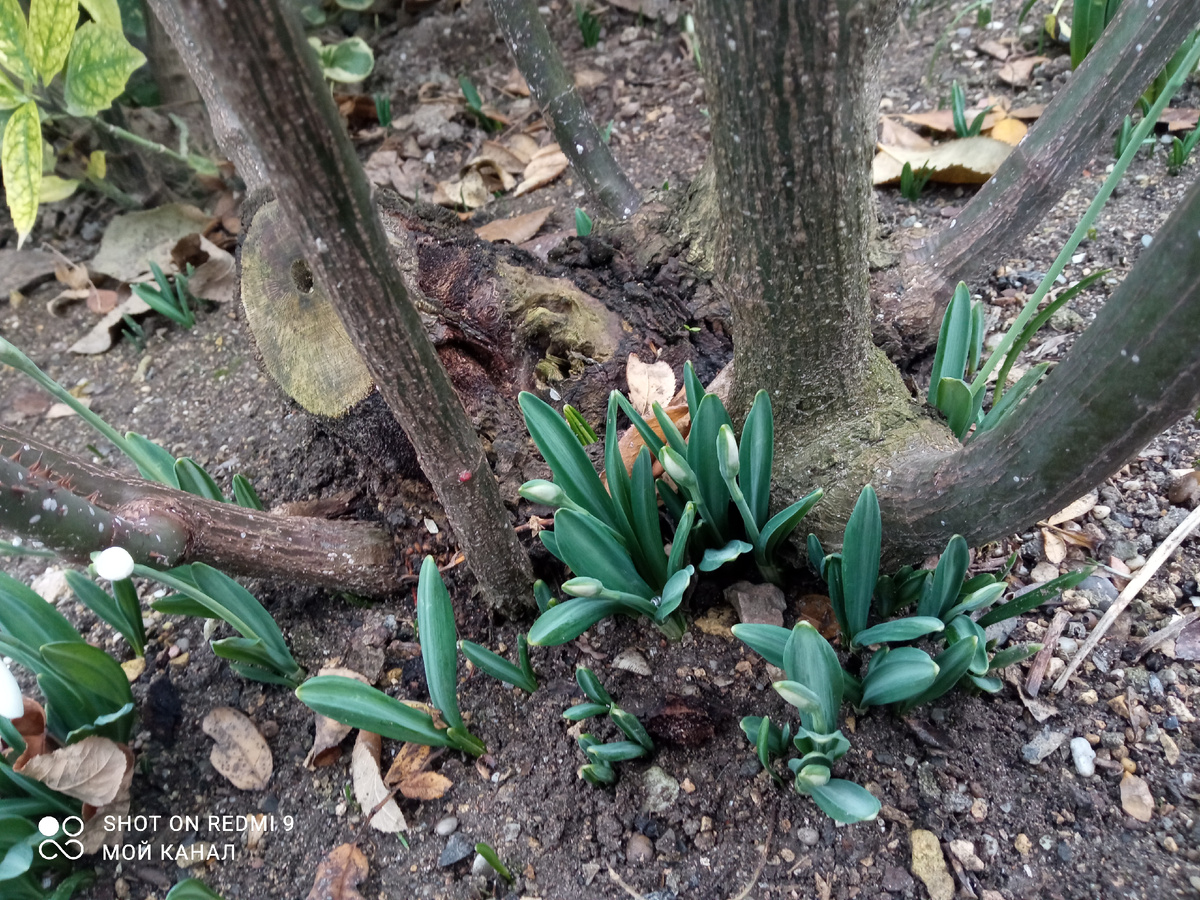 Основание куста Ингрид Бергман. Ей 17 лет. Фото из моего сада.