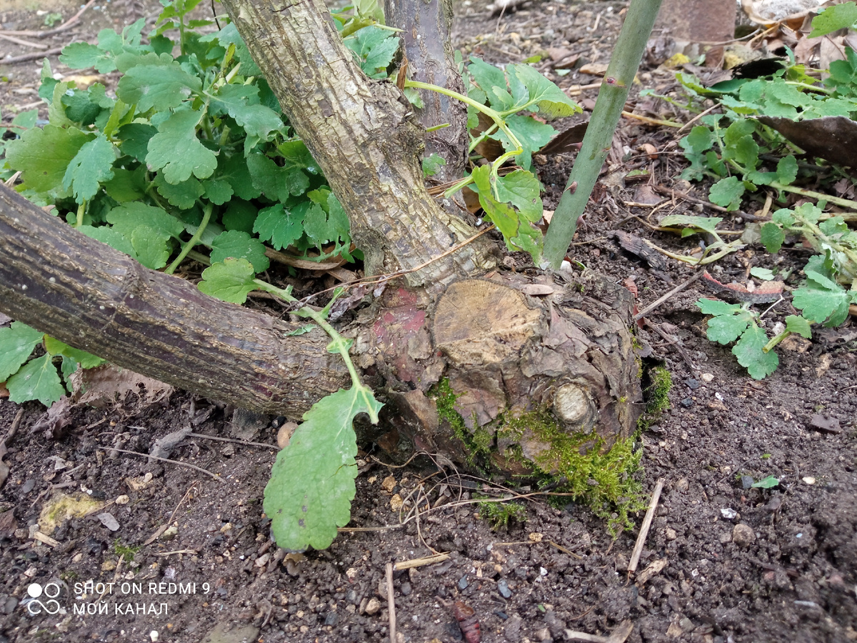 Основание куста розы Пестрая фантазия. Ей 16 лет. Фото из моего сада.