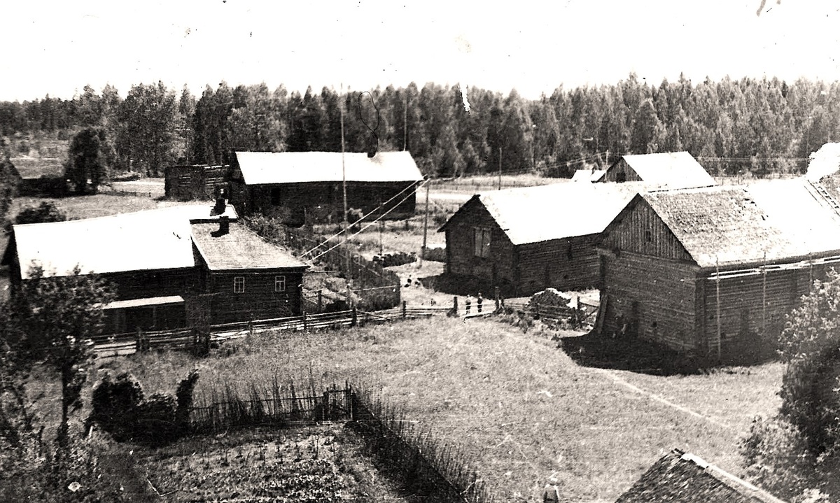 ВИД ДЕРЕВНИ  ГОЛОШУБОВО С САМОЙ ВЫСОКОЙ БЕРЁЗЫ НА ТЕРРИТОРИИ СЕЛЕНИЯ