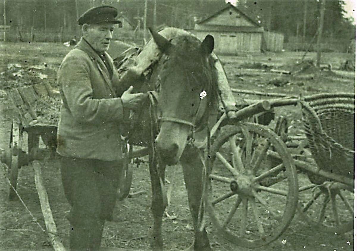 Это мой дед Михаил запрягает лошадь снимок 1961 года