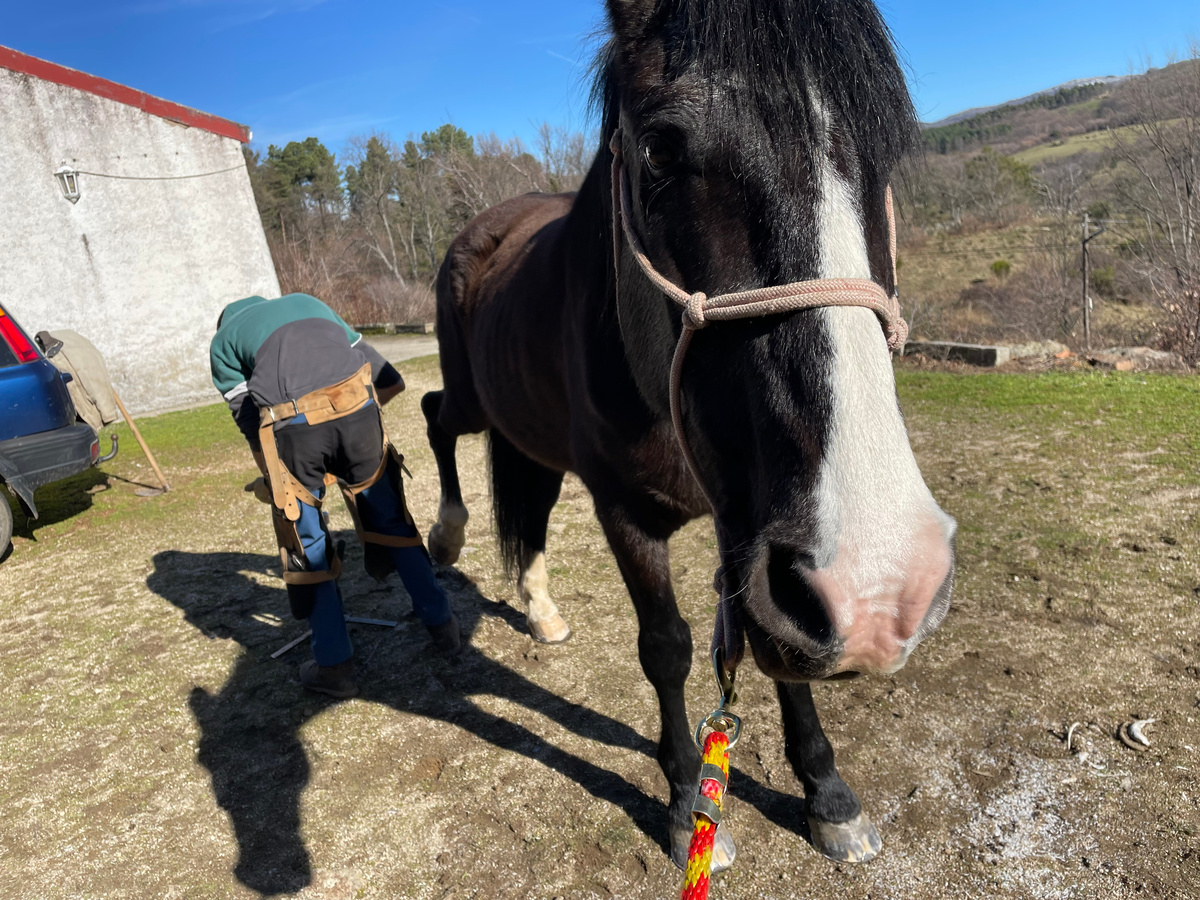 Все дело в ракурсе. И большой красавец Нобле вдруг выглядит головастиком))