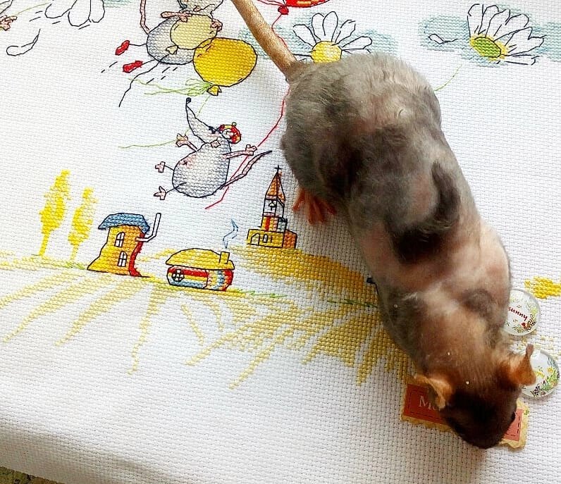 Зюта ещё и позировала :) Самая первая крысиная вышивка