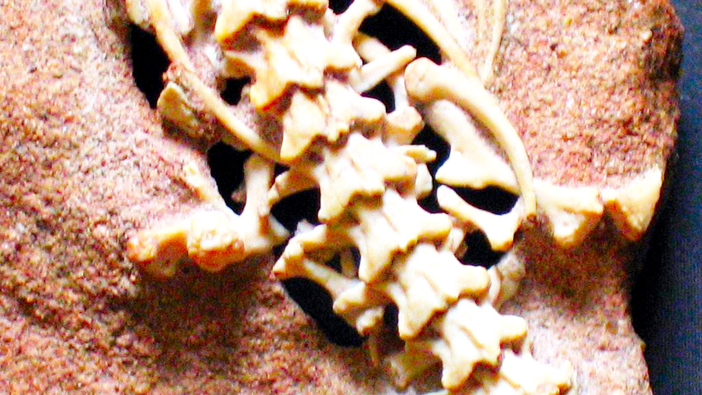 И у неё точно были ноги и даже крестец...