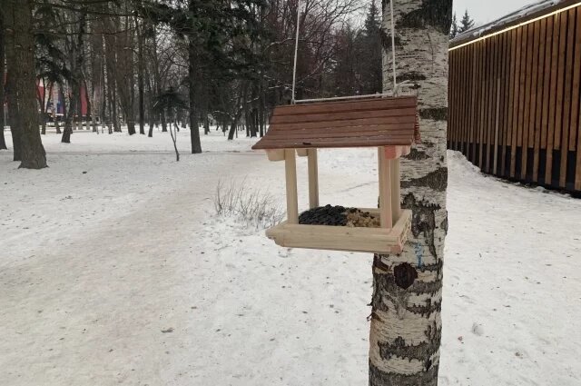    Зачем кормить птиц зимой?