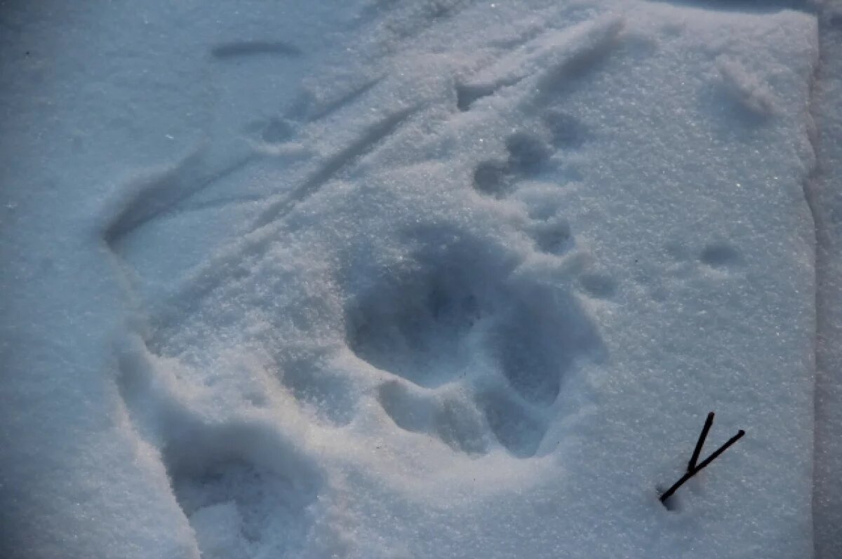    Люди боятся выходить на работу: водозабор под Находкой терроризирует тигр