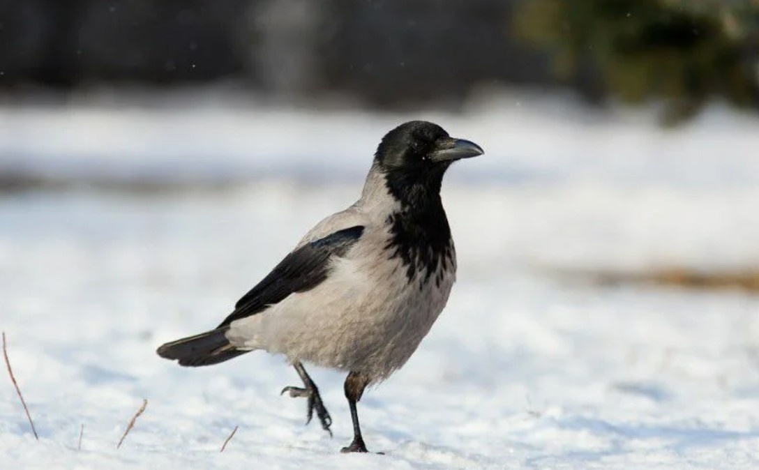 Ворона, автор фото Василий Вишневский