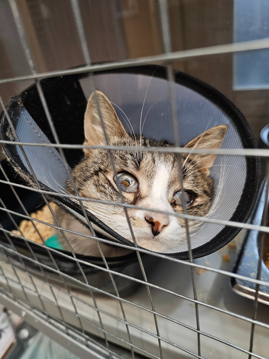 Фото автора. Арашик.