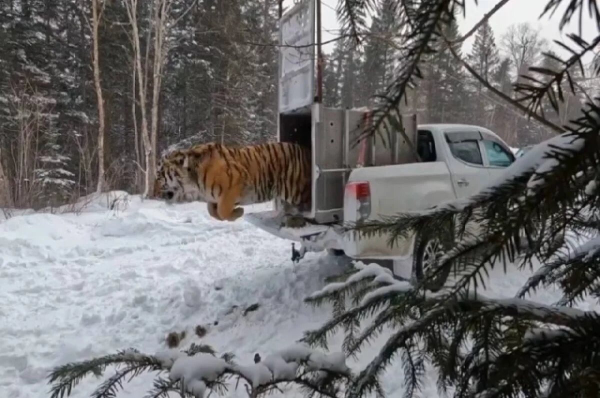    Это самец амурского цирка был отловлен около села Барабаш в Приморском крае