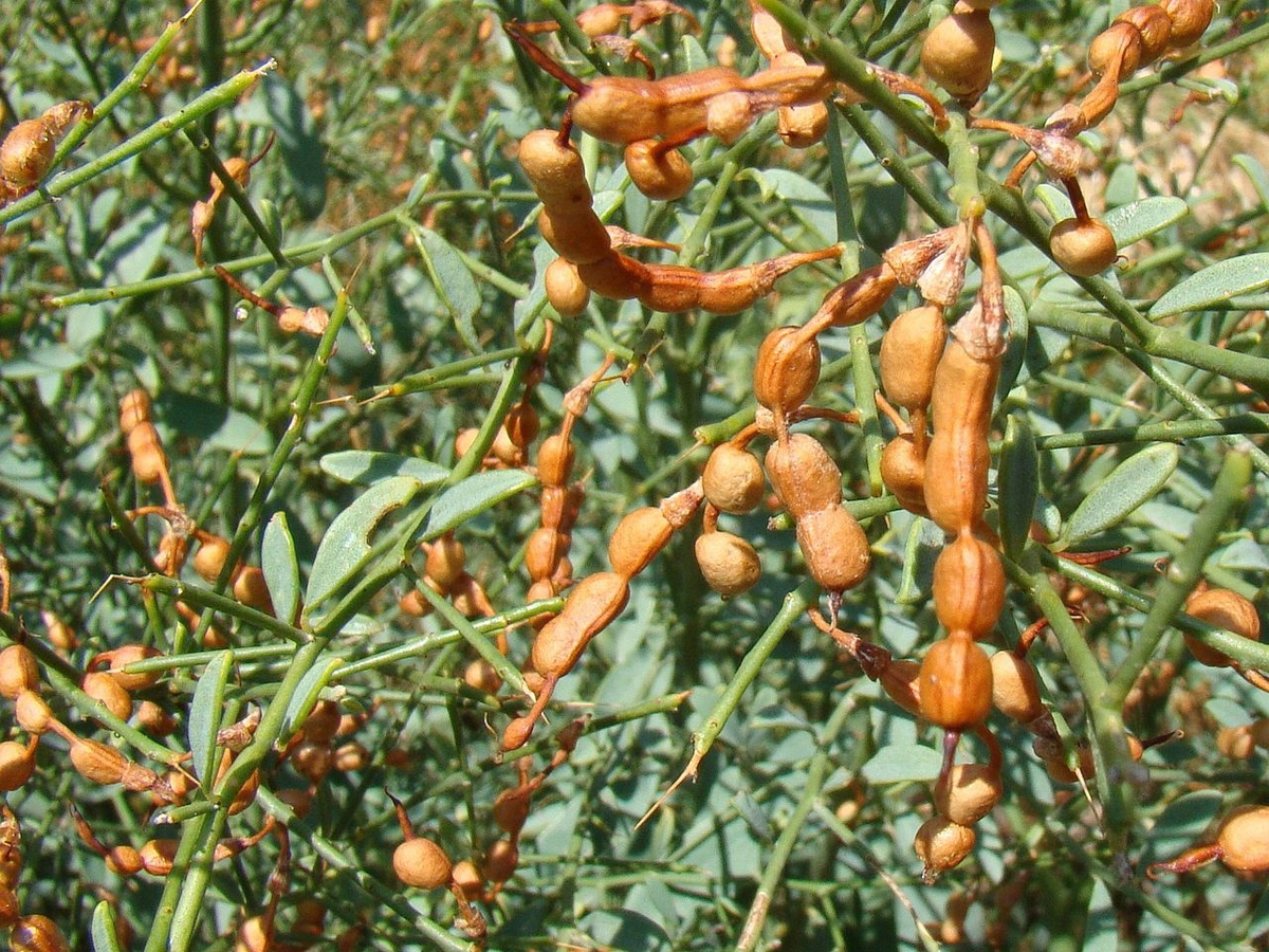 Не горох, конечно, но тоже вкусно