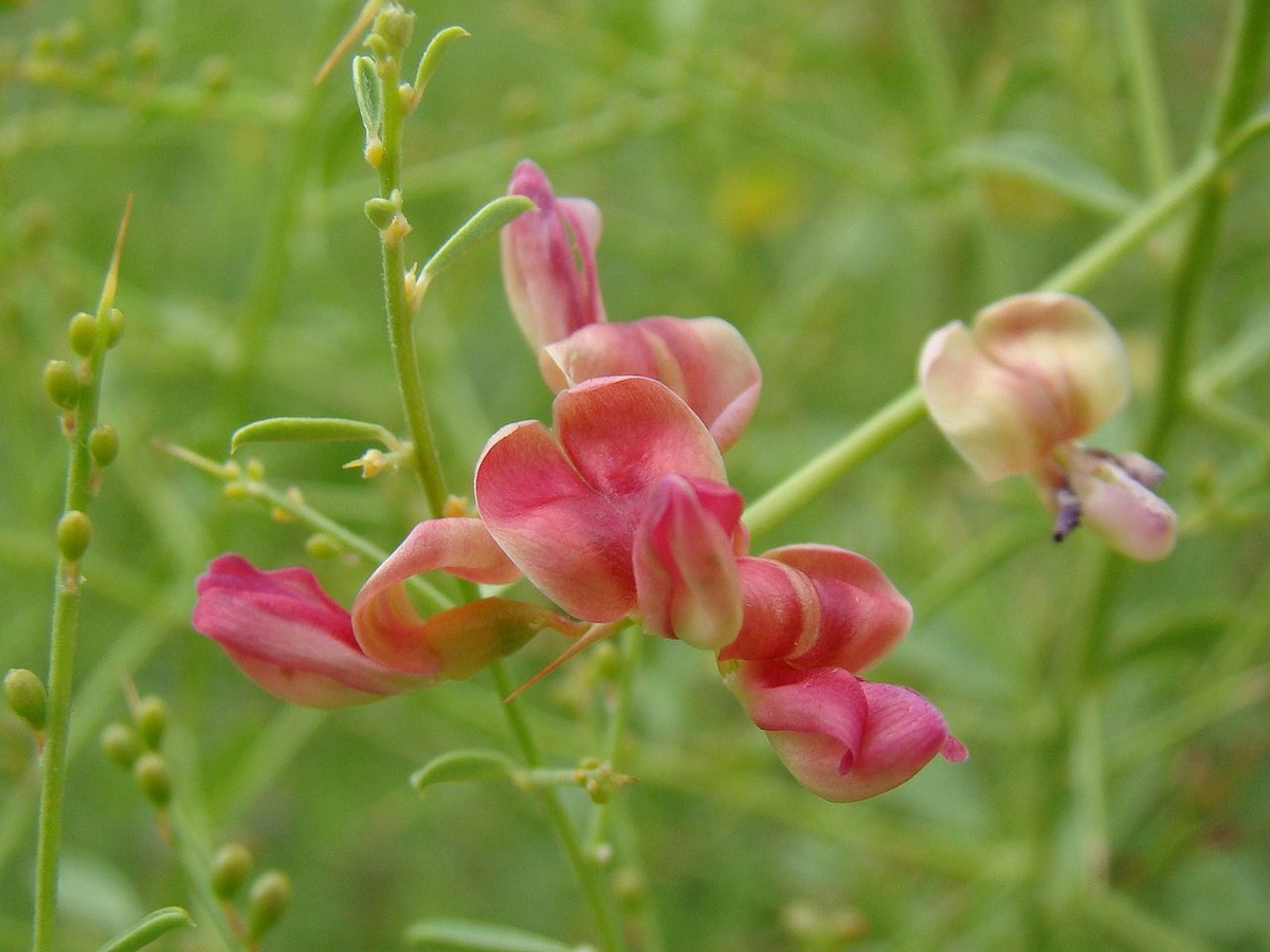 Цветет верблюжья колючка характерными для бобовых цветами 