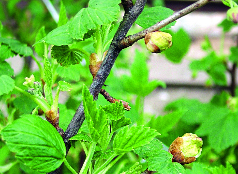 Почковый клещ на смородине летом. Фото: https://al-ain.com/article/climate-change-fuels-libya-red-spider