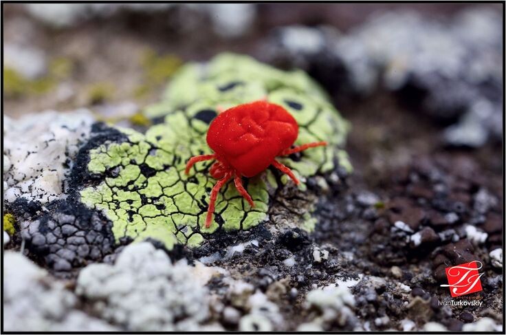 Клещ плодовый красный. Фото: https://ru.pinterest.com/pin/858358010237198608/