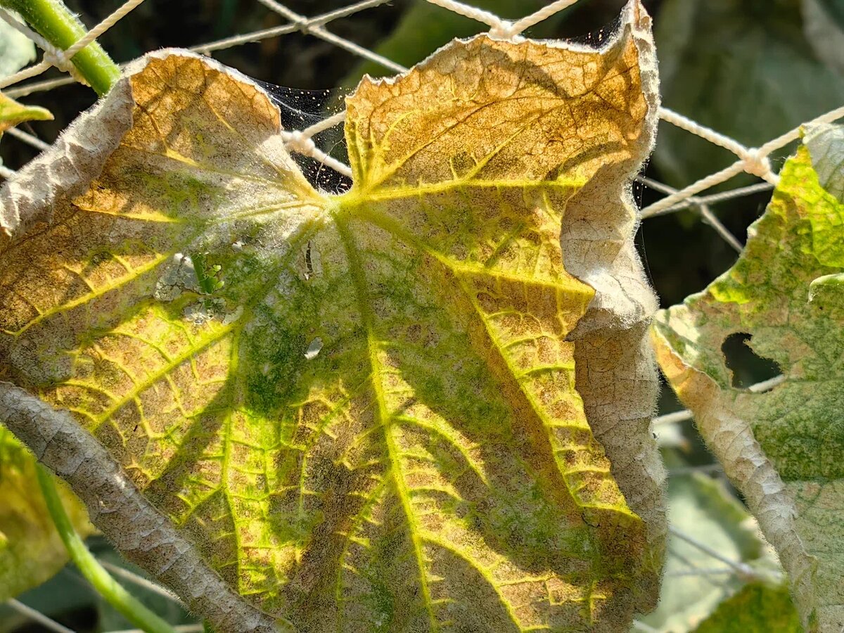 Паутинный клещ на огурцах. Фото Натальи Мироновой