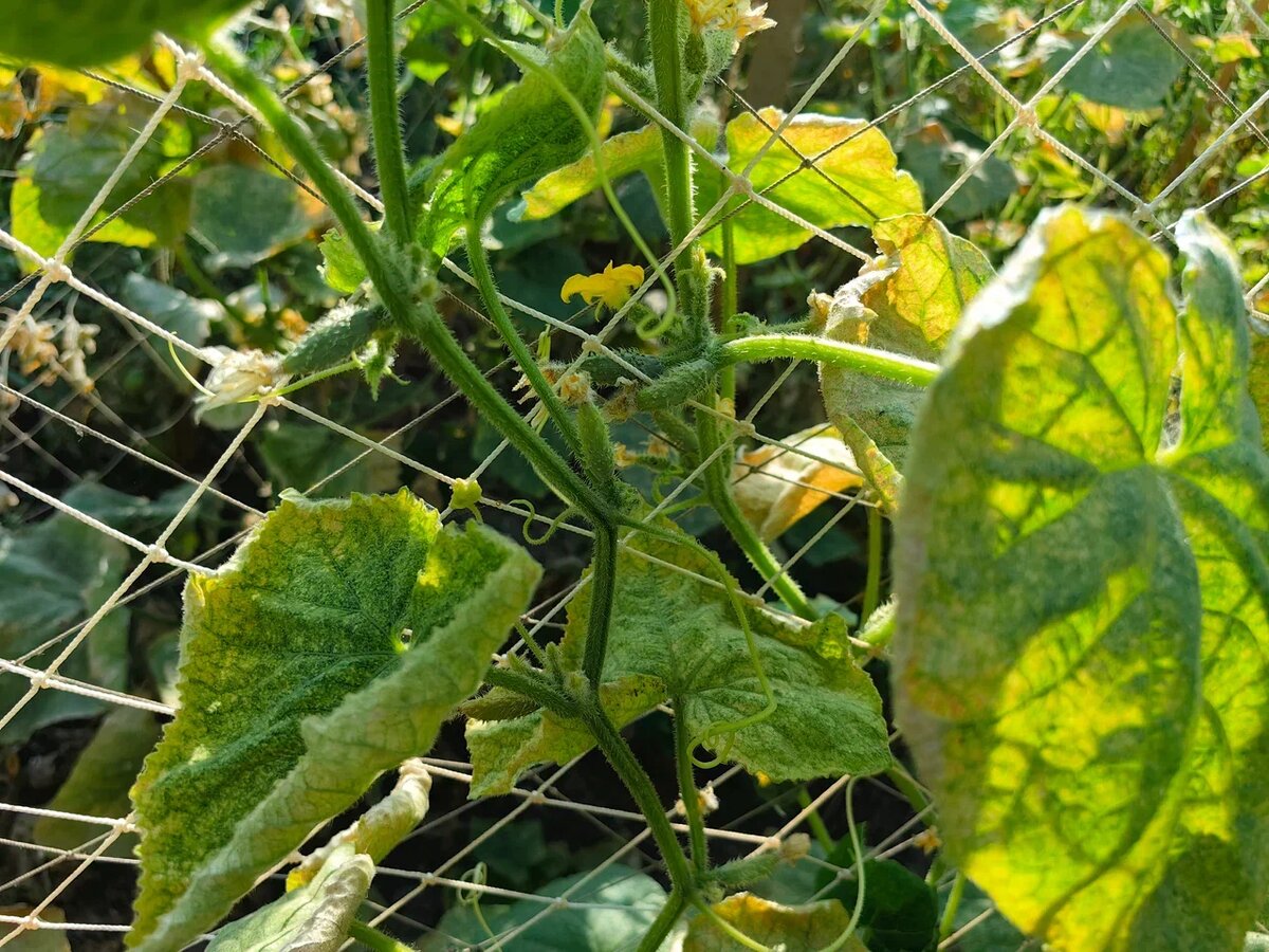 Паутинный клещ на огурцах. Фото Натальи Мироновой