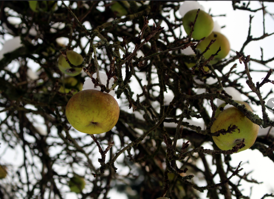 плоды доставались птицам