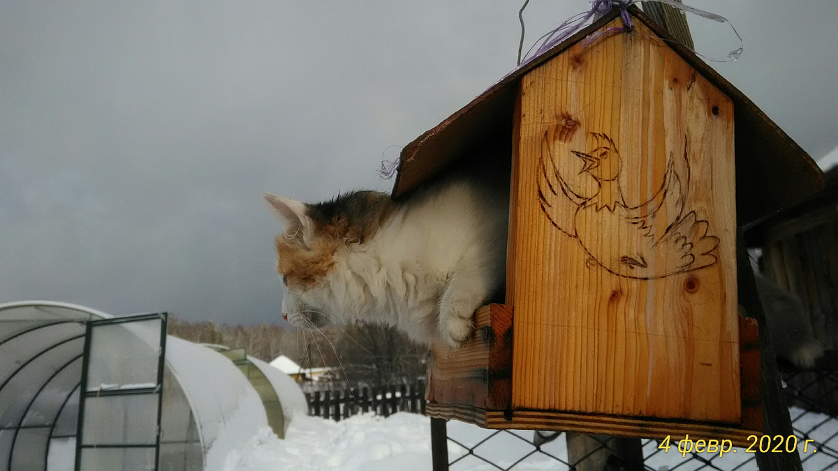 Кошка Сара забралась в кормушку. Фото автора.