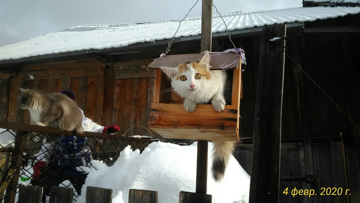 Кормушка для птиц, но не для кошек! Фото автора.