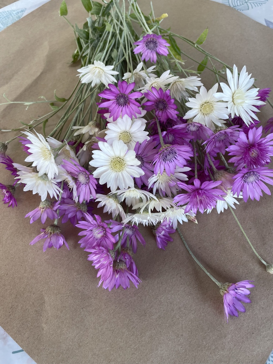 Смесь окрасок ксерантемума.