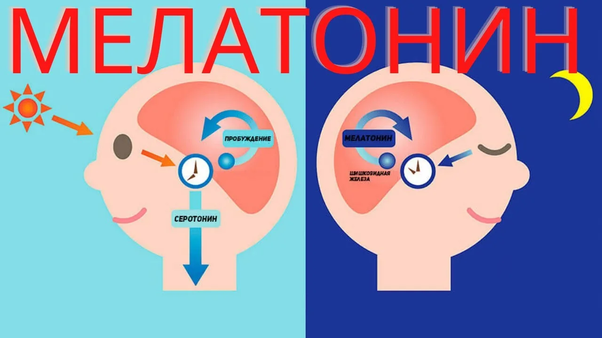 Синтез серотонина днем при свете солнца, и его преобразование в мелатонин ночью