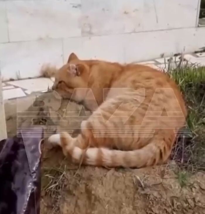 Источник фото: Телеграмм-канал "Baza"