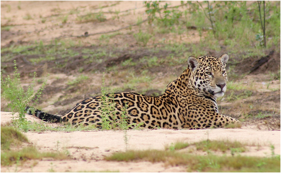 В Пантанале
