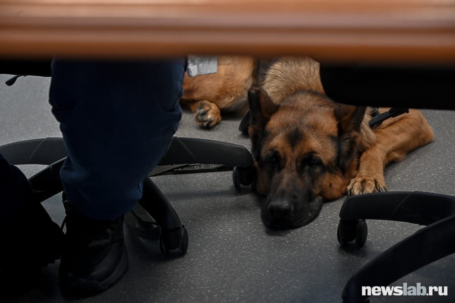 Пока хозяин занят делами, пес может отдохнуть